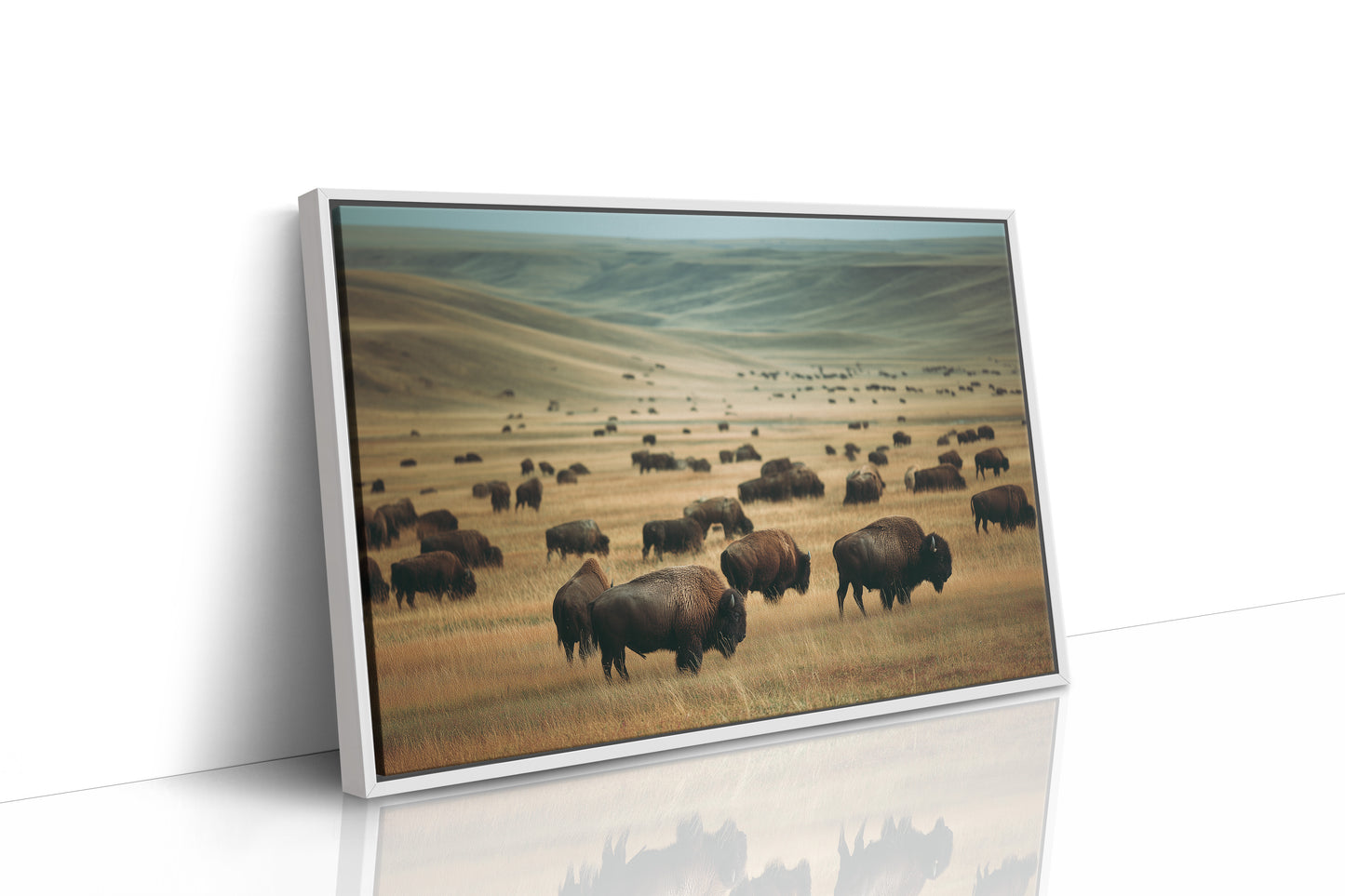 Prairie Kings Roam Ancient Ground