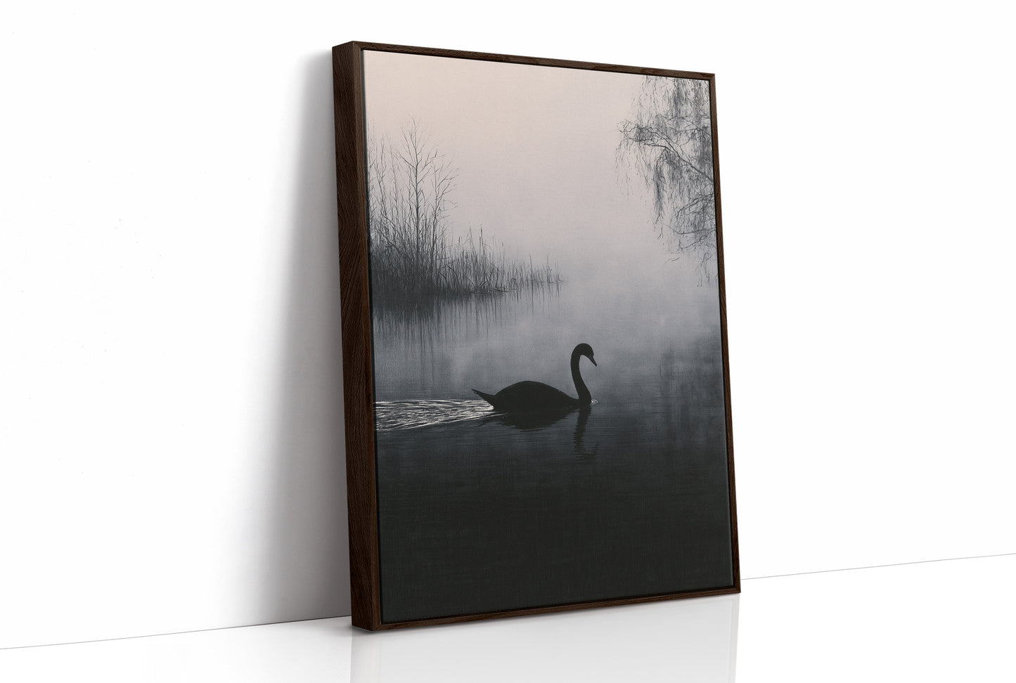 Black Swan on Silent Water