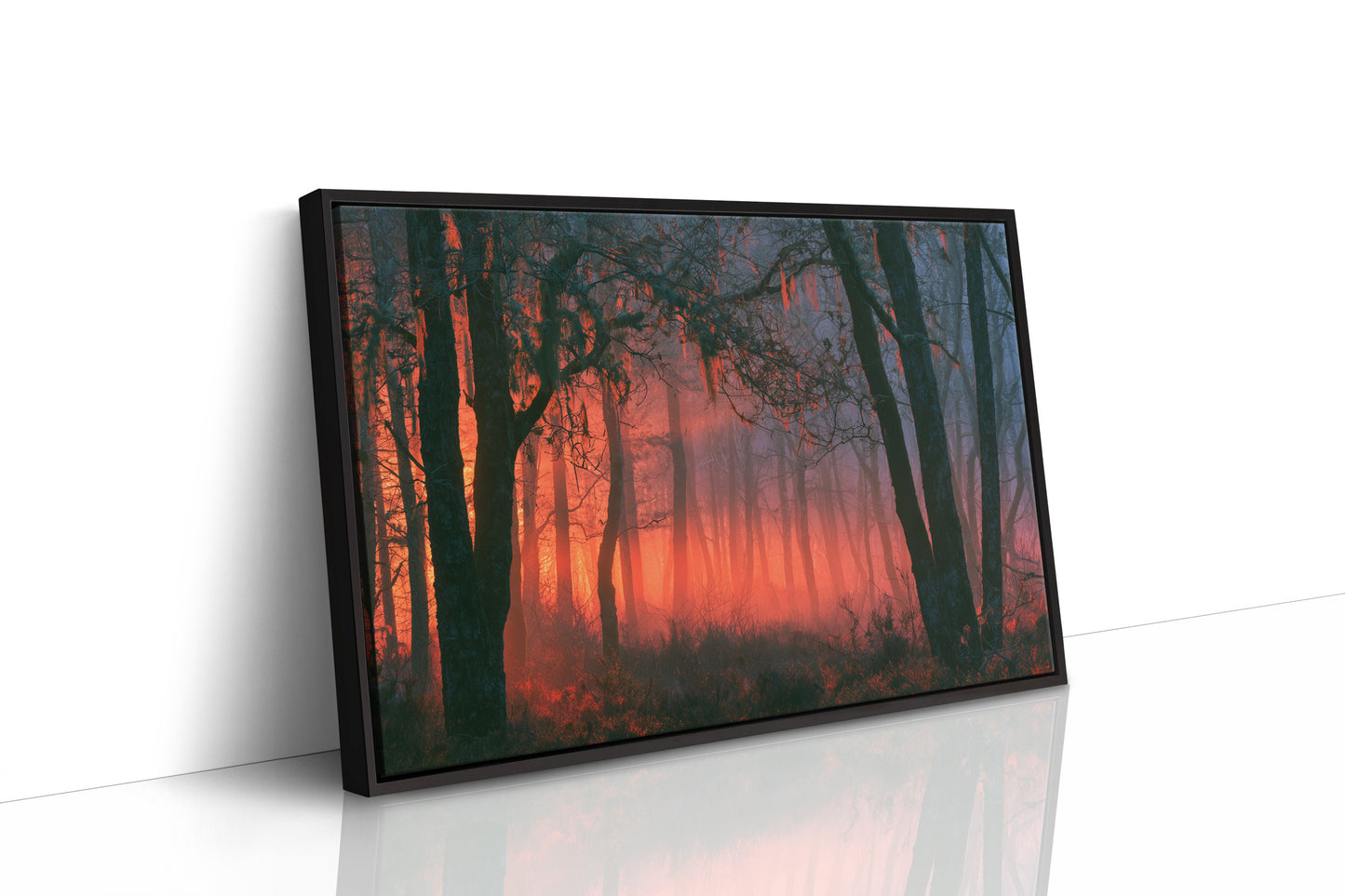 Forest Aglow In The Mist