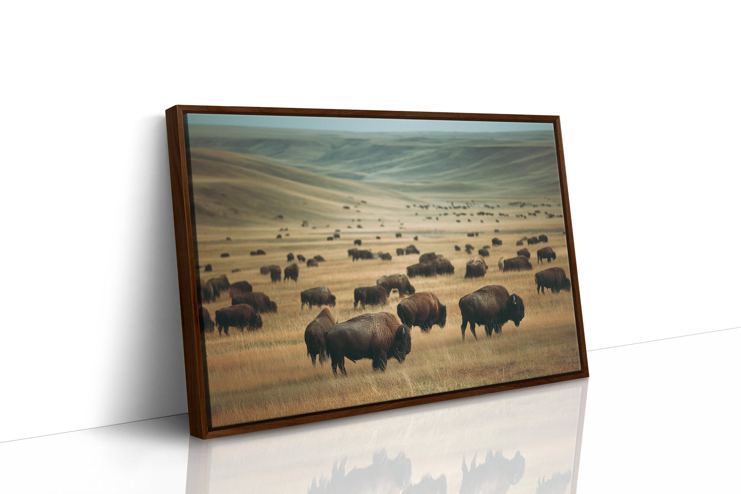 Prairie Kings Roam Ancient Ground