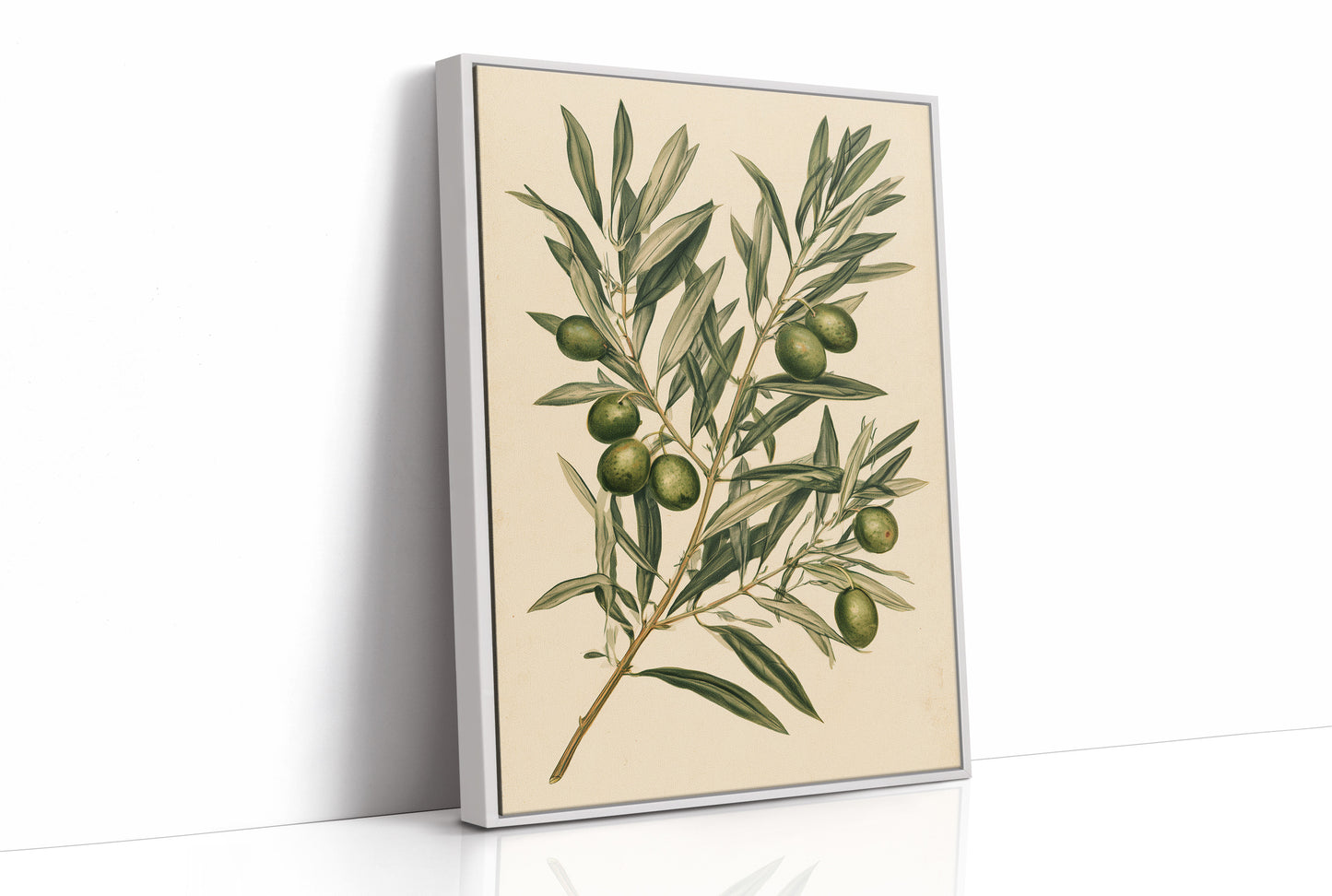 Olive Branch Botanical Study