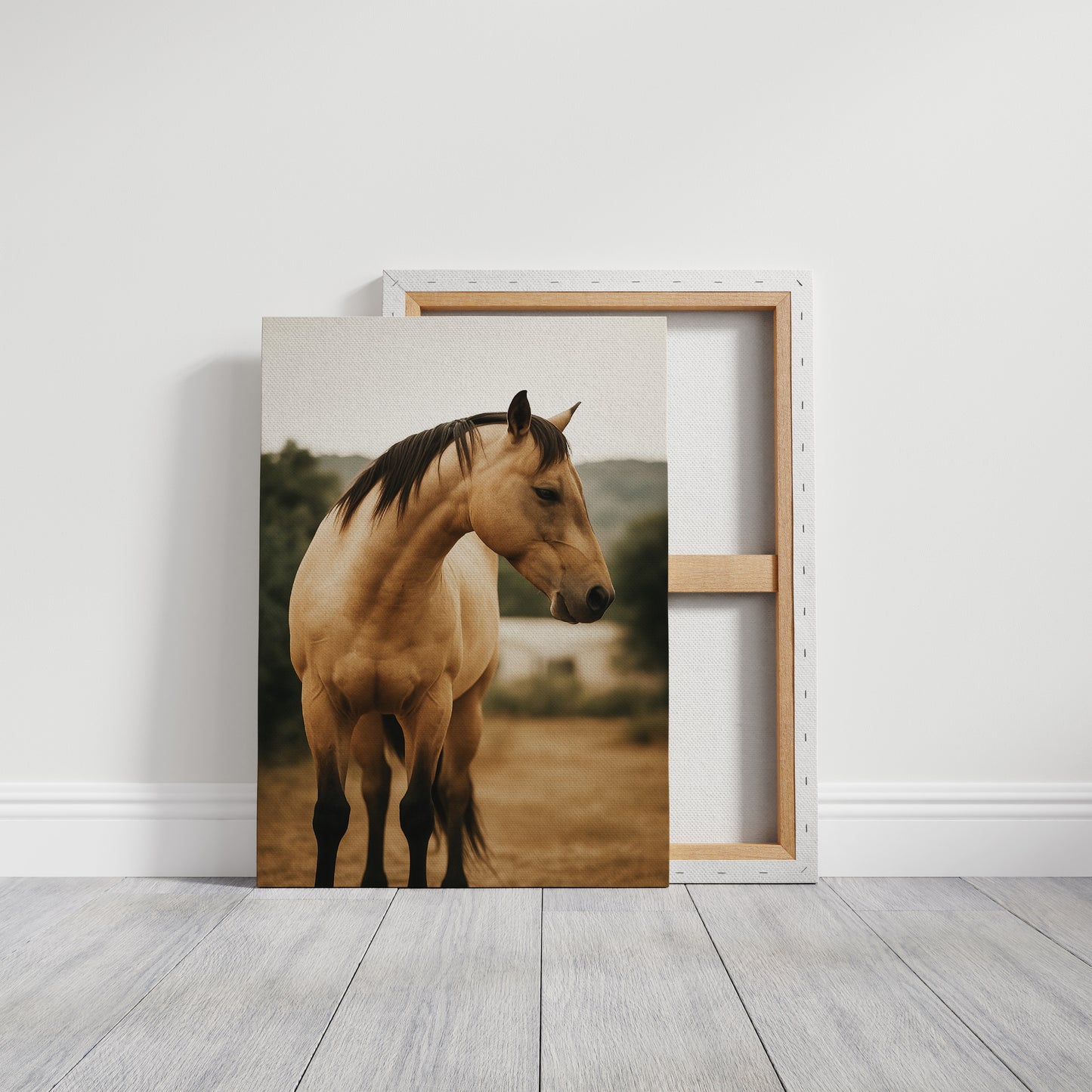 Buckskin Beauty in the Evening Light