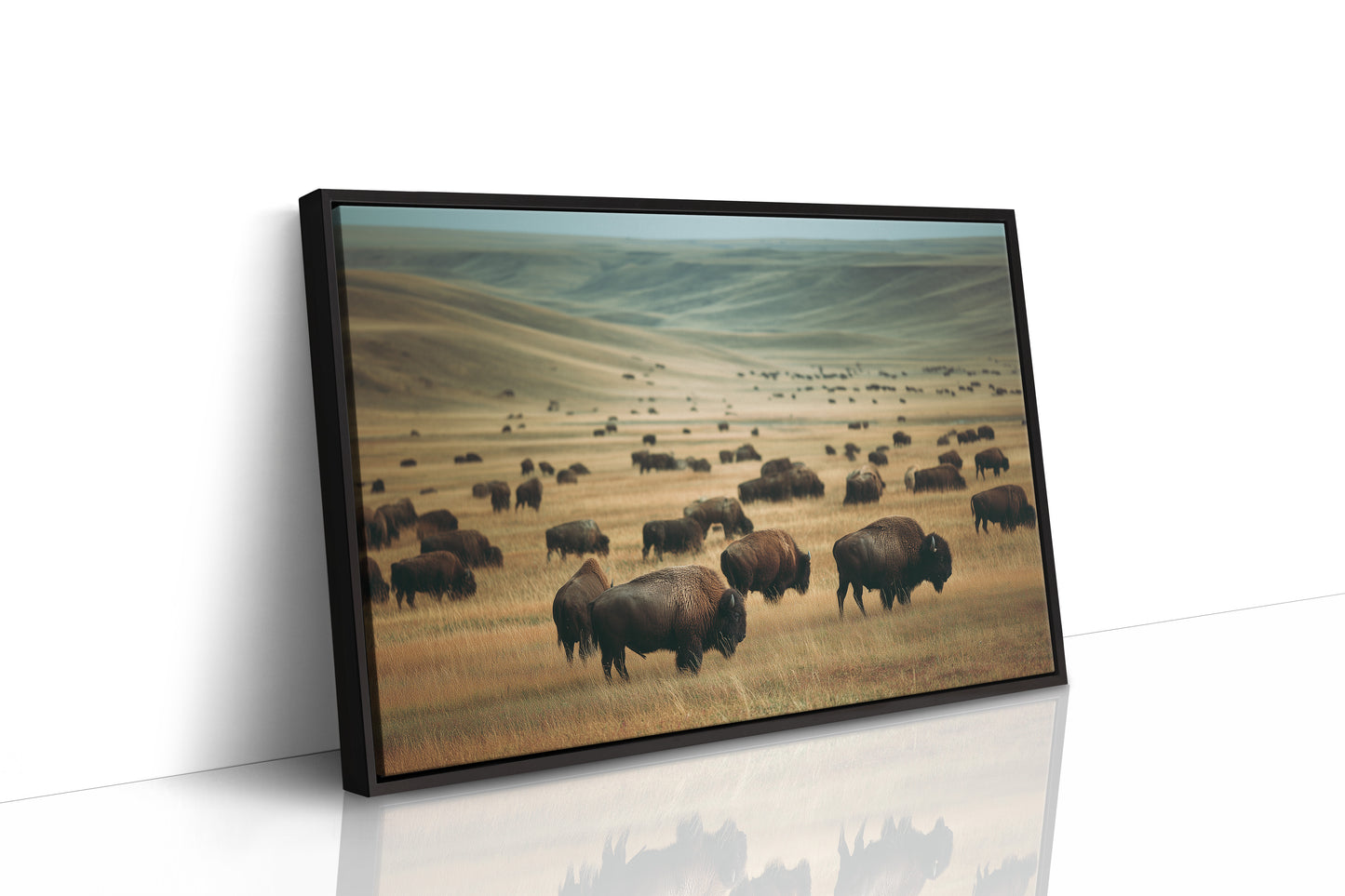 Prairie Kings Roam Ancient Ground