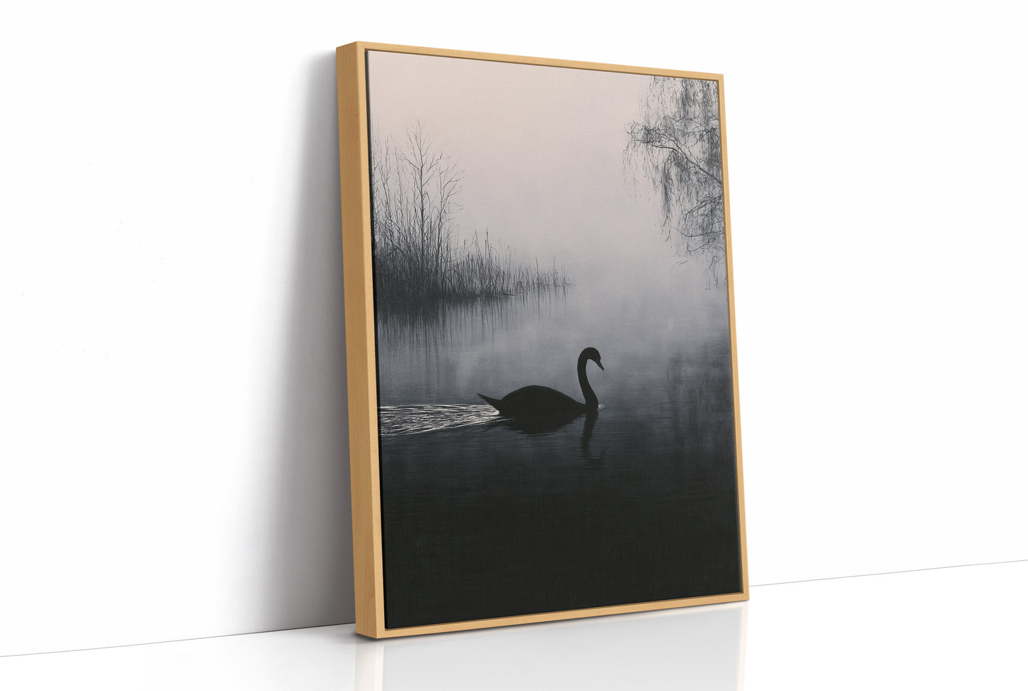 Black Swan on Silent Water