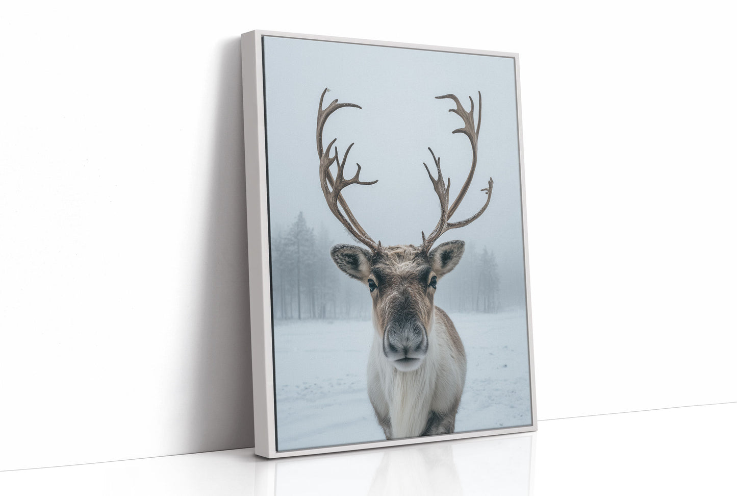 December's Gentle Northern Prince