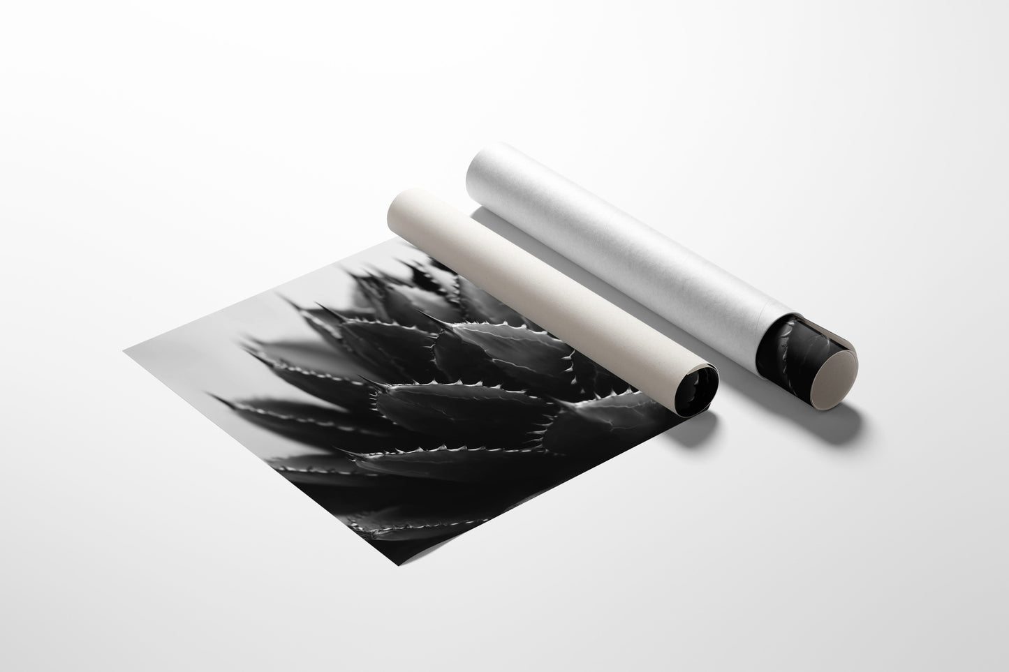 Desert Spines Dance In Moonlight