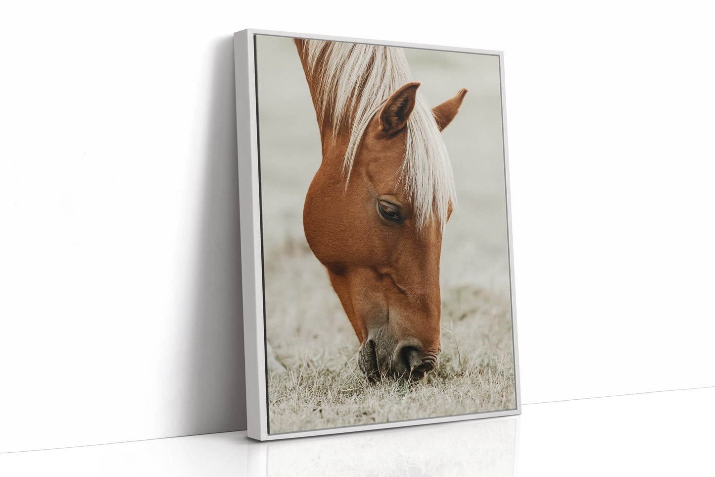 Quiet Morning Graze with Golden Mane