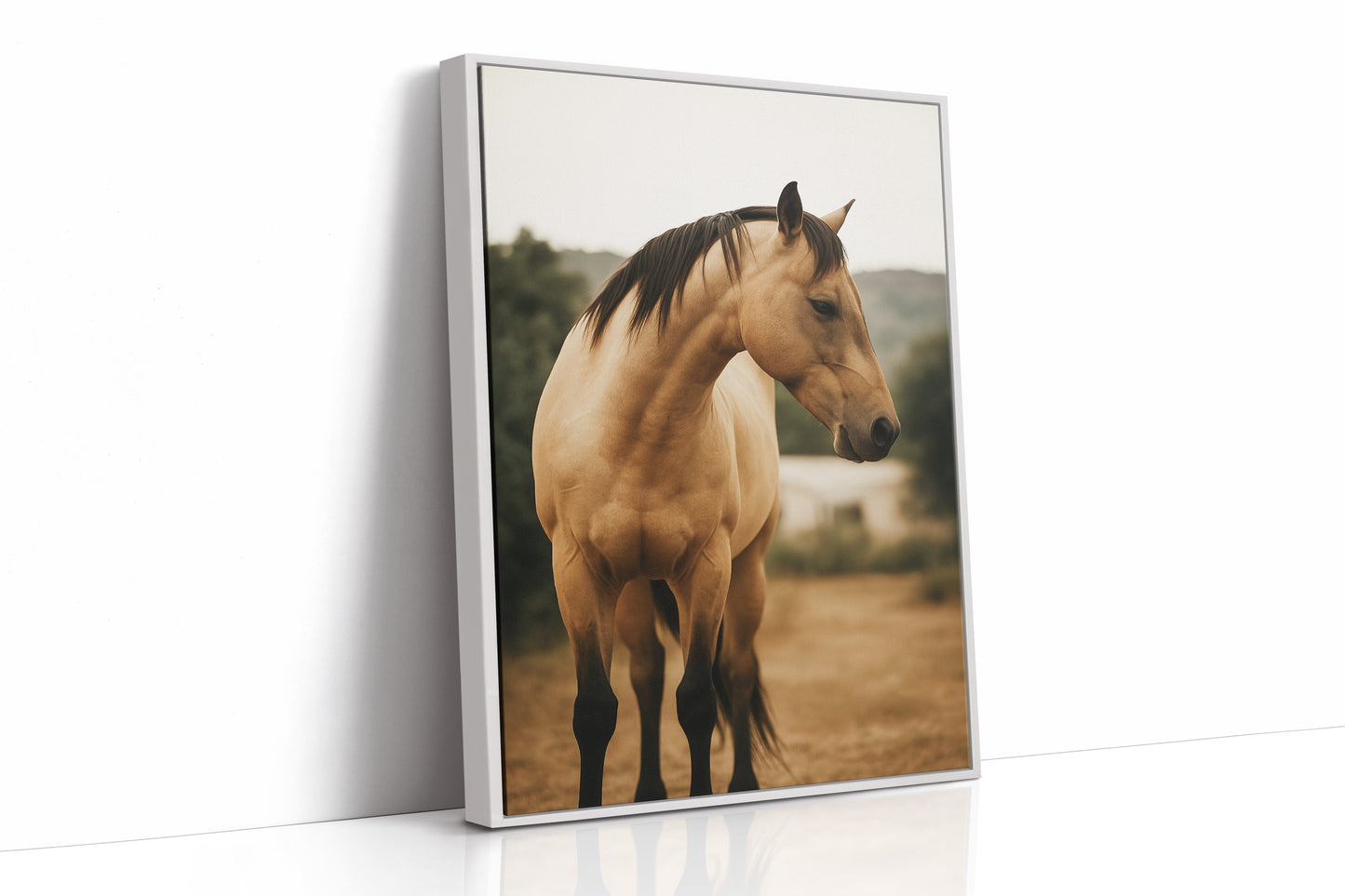 Buckskin Beauty in the Evening Light