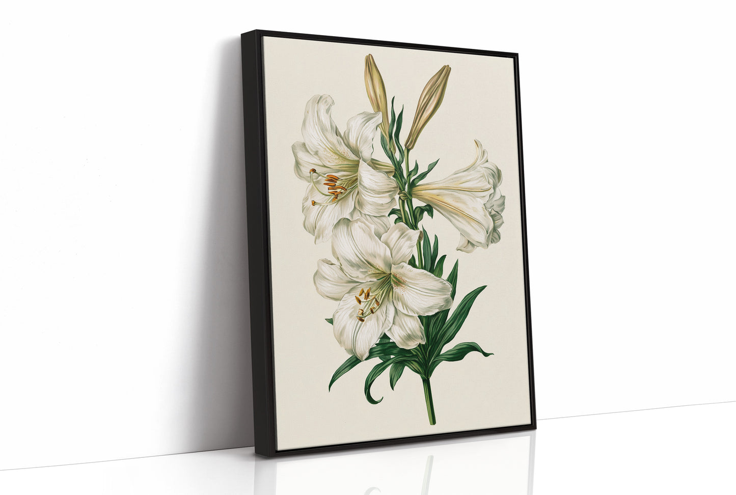 Trumpet of Spring: White Lily Study