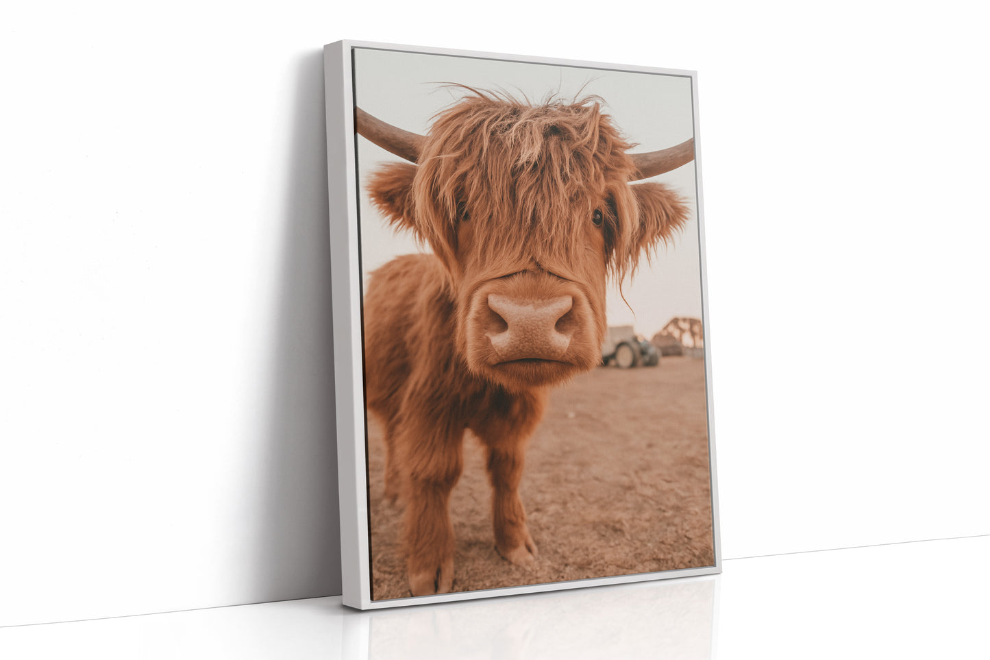 Sweet Stare from the Highland Pasture