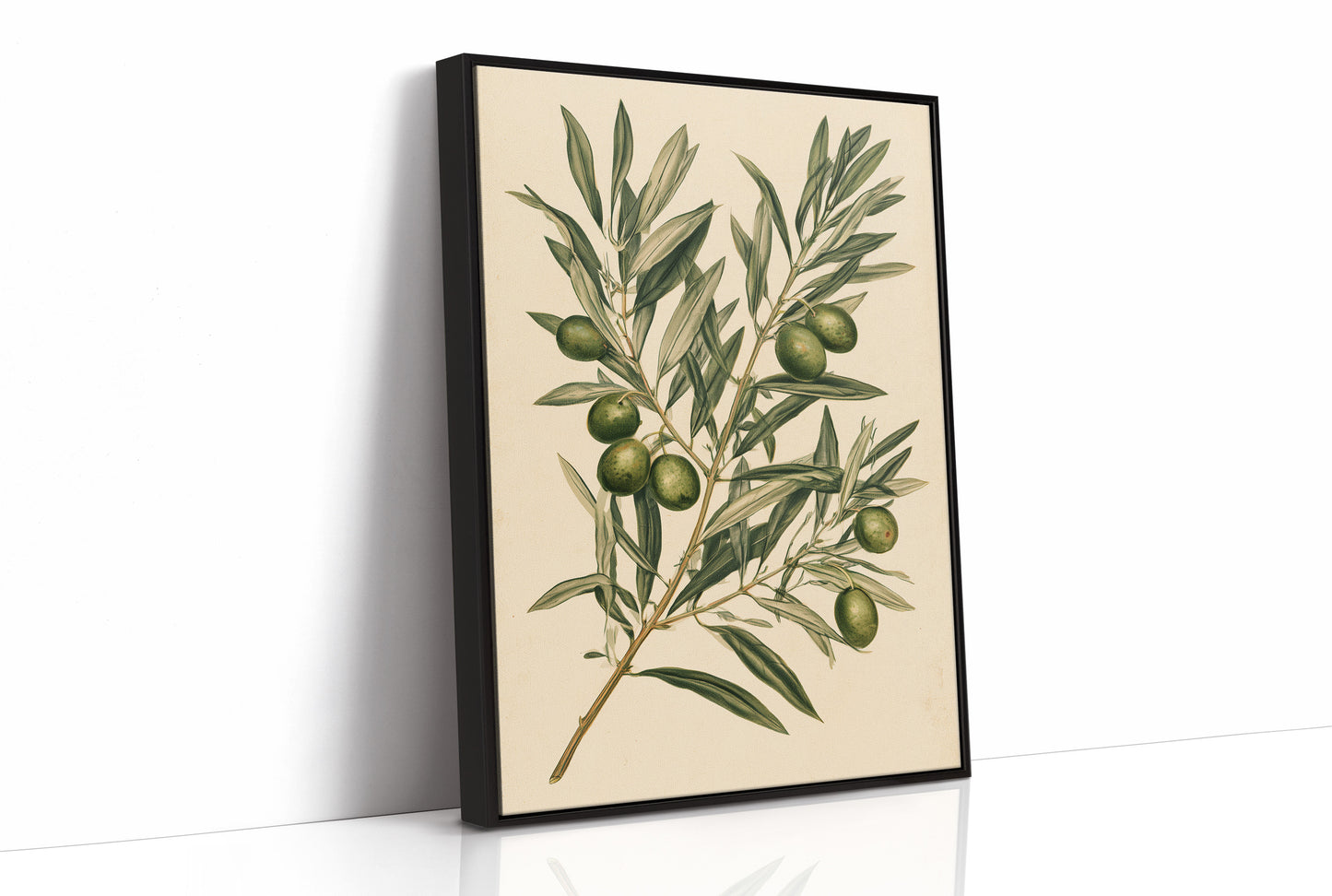 Olive Branch Botanical Study