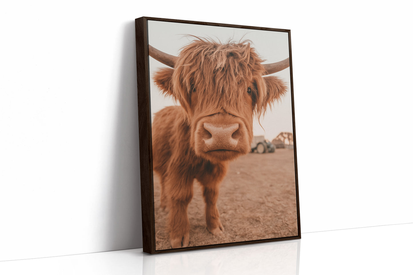 Sweet Stare from the Highland Pasture