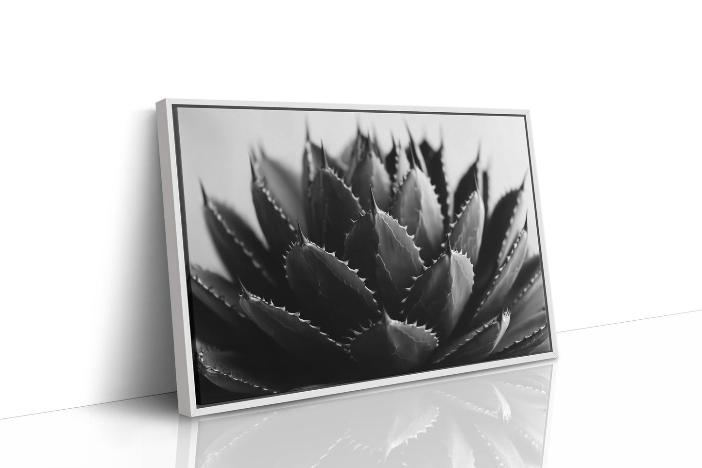 Desert Spines Dance In Moonlight