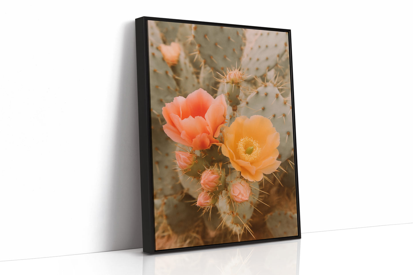 Blooming Cactus in Desert Light
