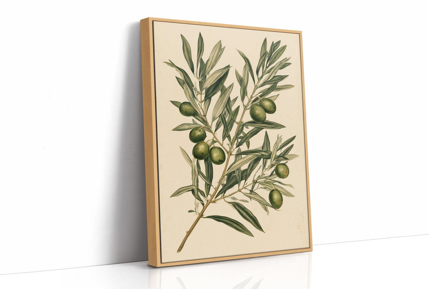 Olive Branch Botanical Study