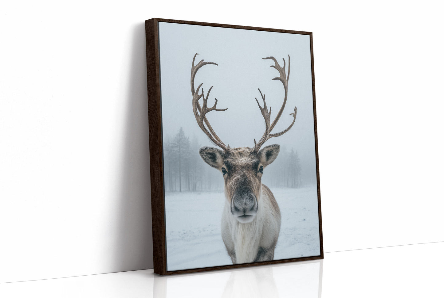 December's Gentle Northern Prince