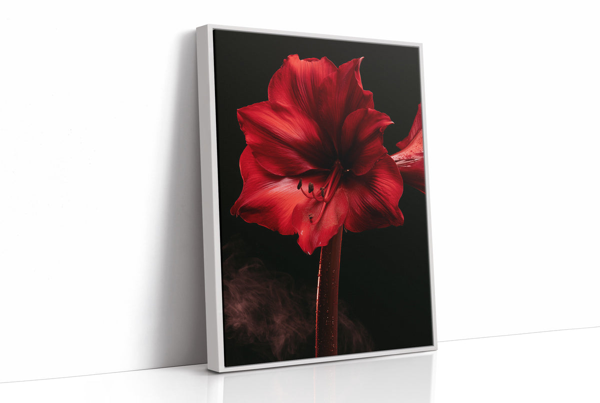 Amaryllis in Full Crimson Bloom
