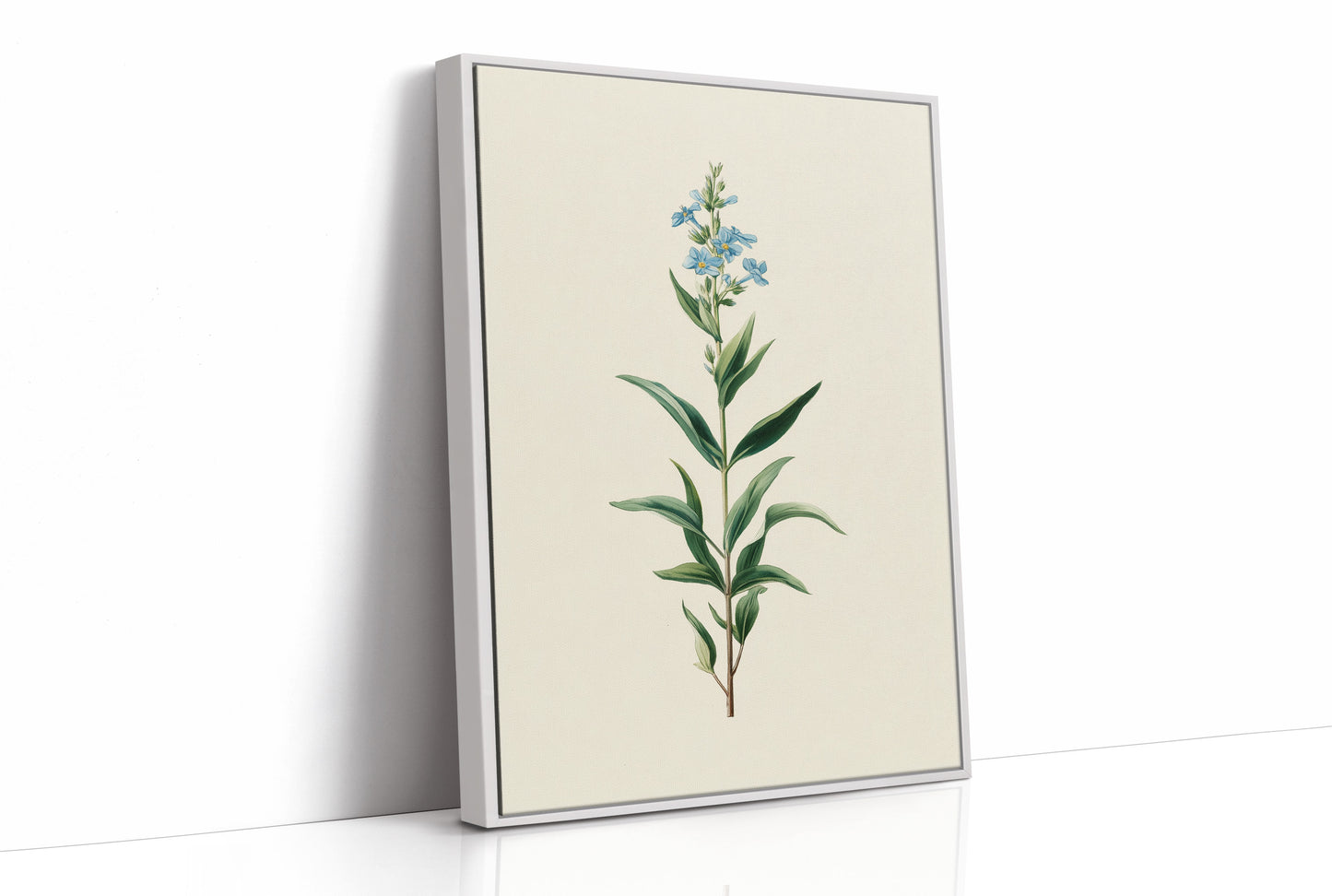 Azure Elegance: Botanical Study of Forget-Me-Not
