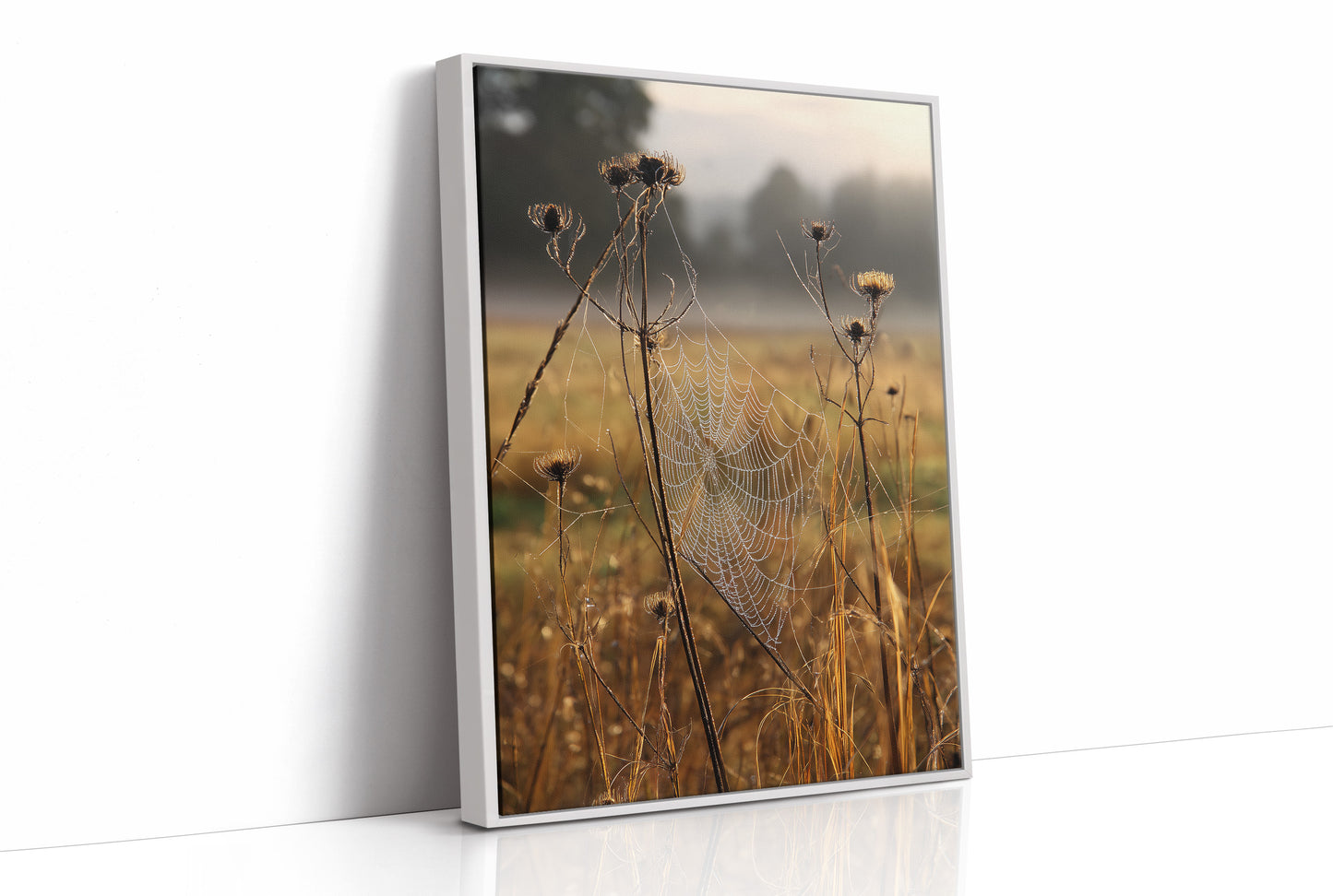 Thistles Catch Dawn's First Light