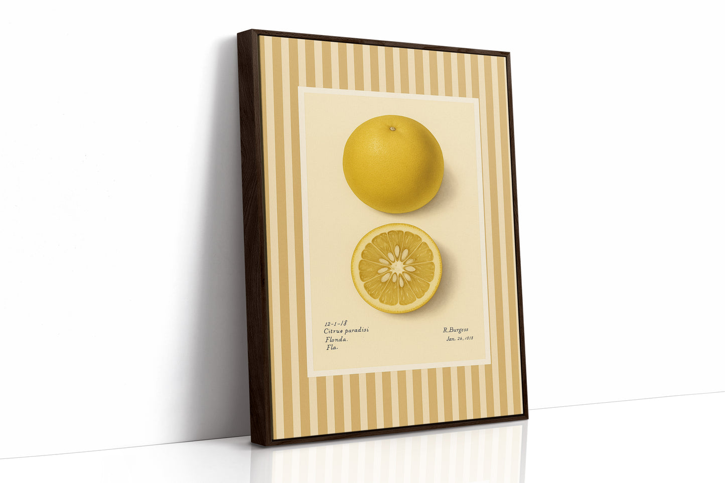 Florida Grapefruit Vintage Botanical Art