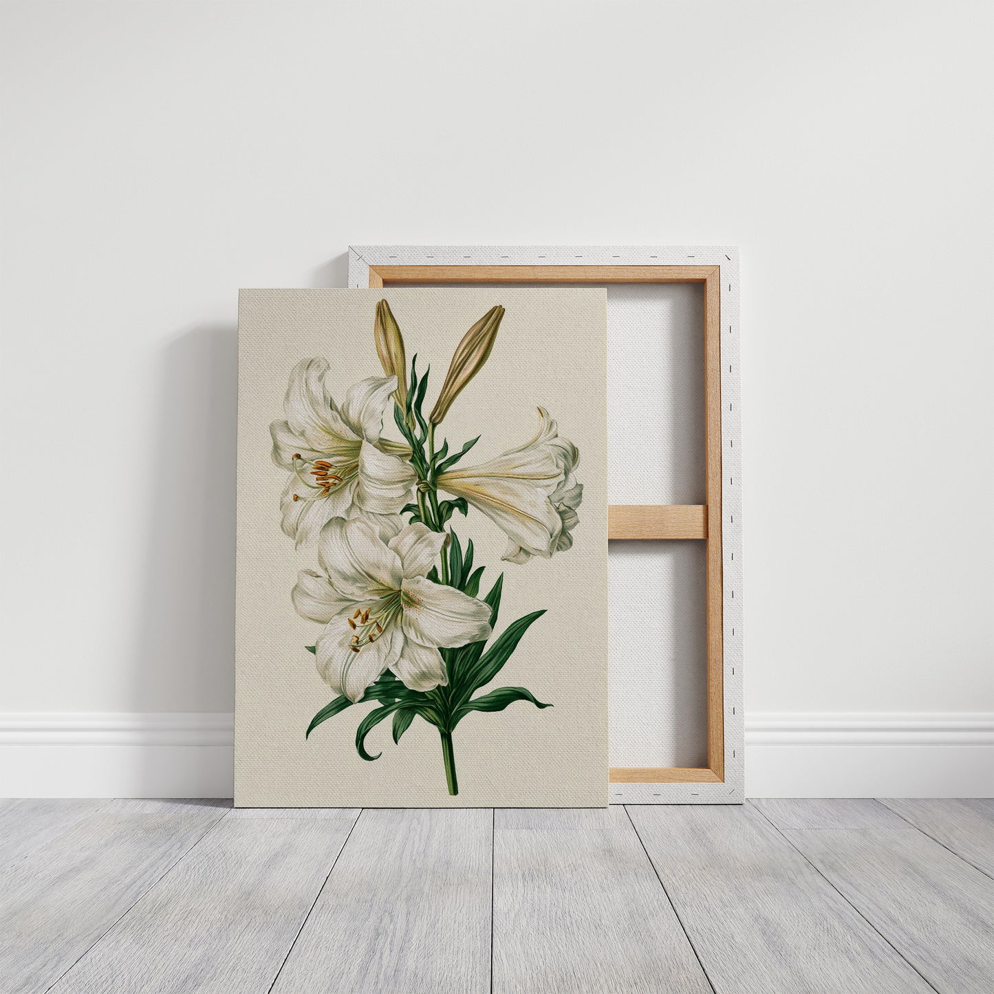Trumpet of Spring: White Lily Study