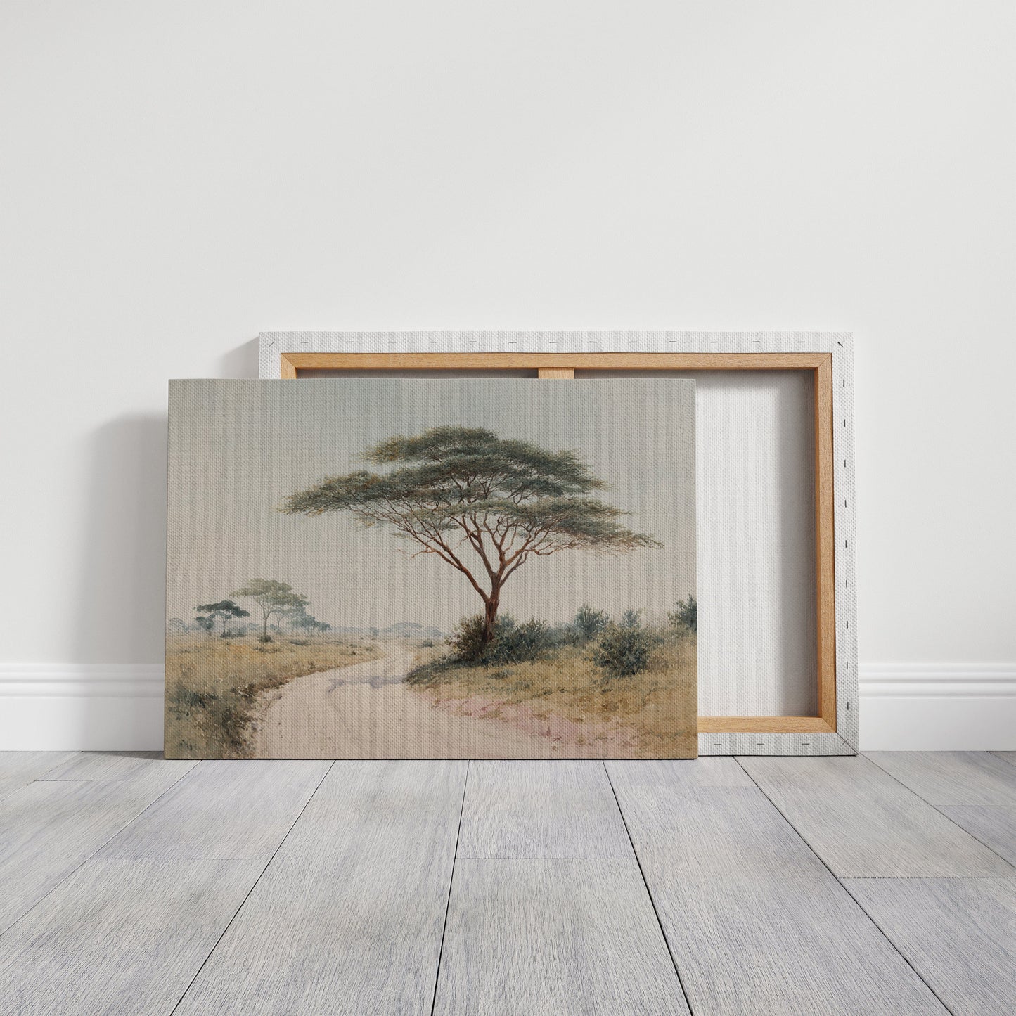 Acacia Bends Over Winding Path