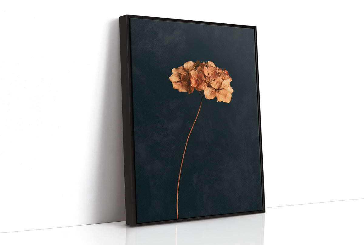 Dried Hydrangea Dark Still Life