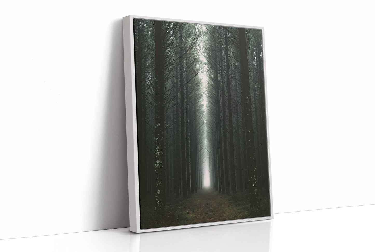 Endless Pine Corridor Of Light