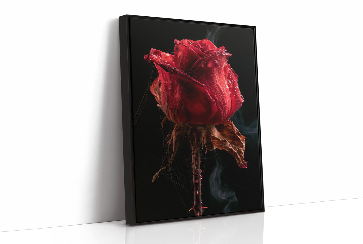 Beautiful Decay, One Red Rose