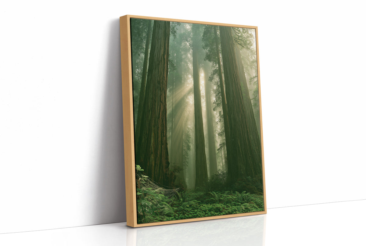 Sunbeams Through Redwood Forest