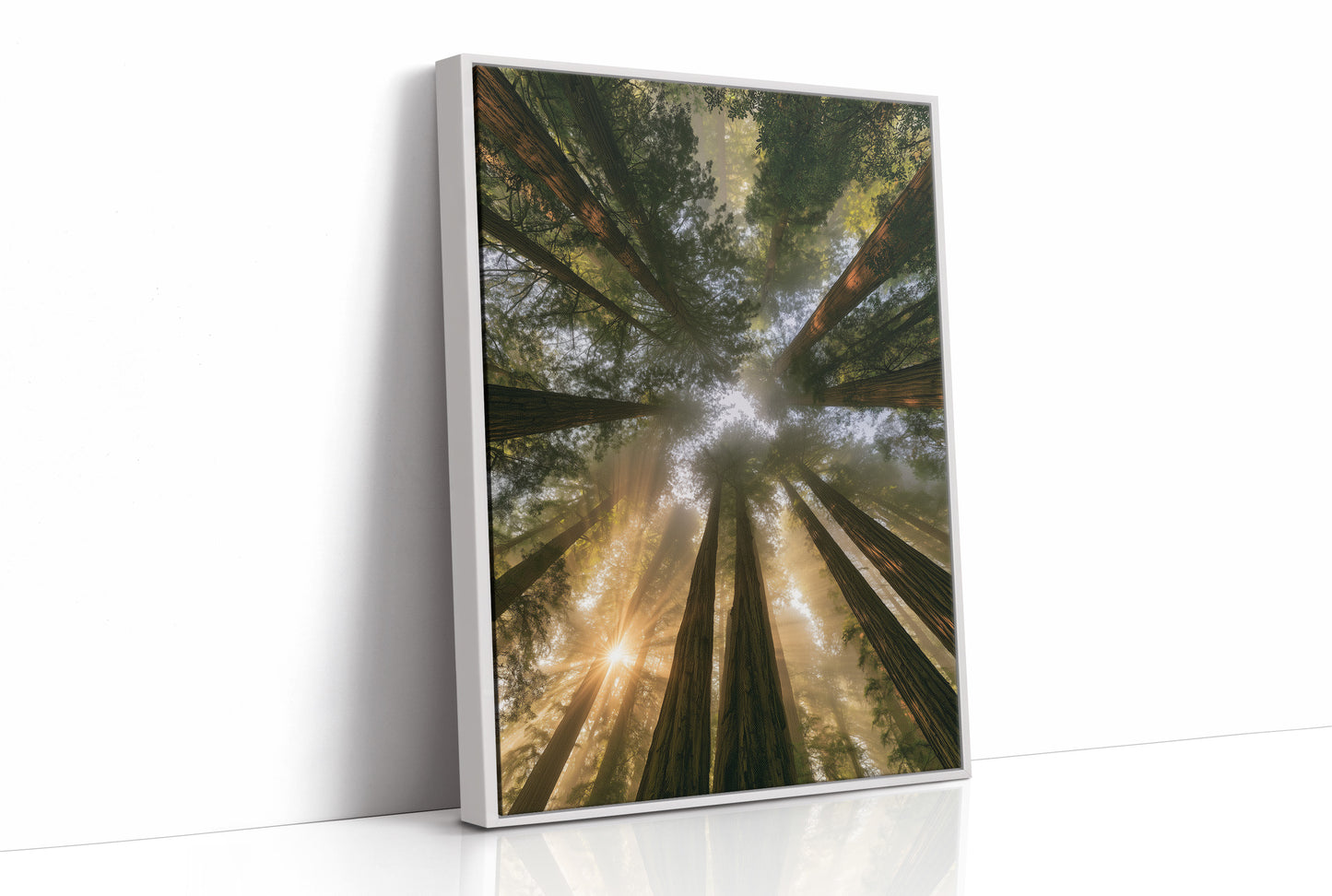 Redwoods and Sunburst