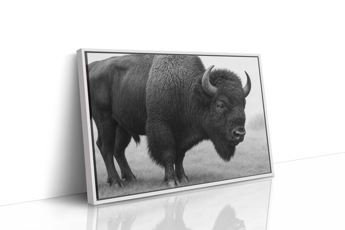 American Bison