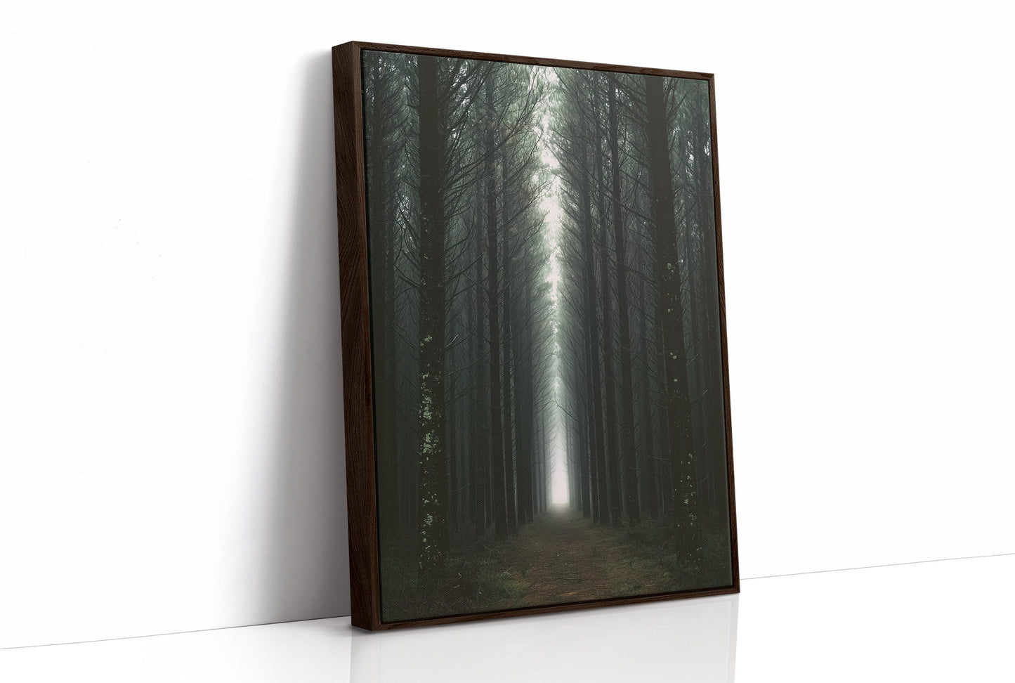 Endless Pine Corridor Of Light