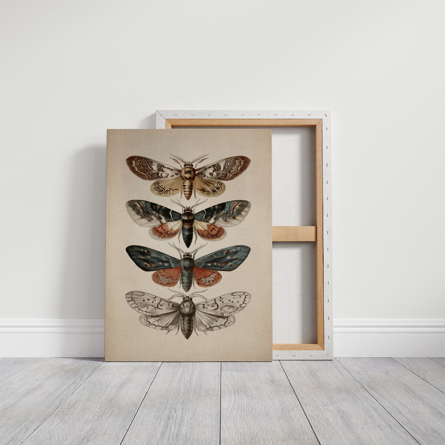 Nocturnal Symphony: Moths in Vintage Illustration