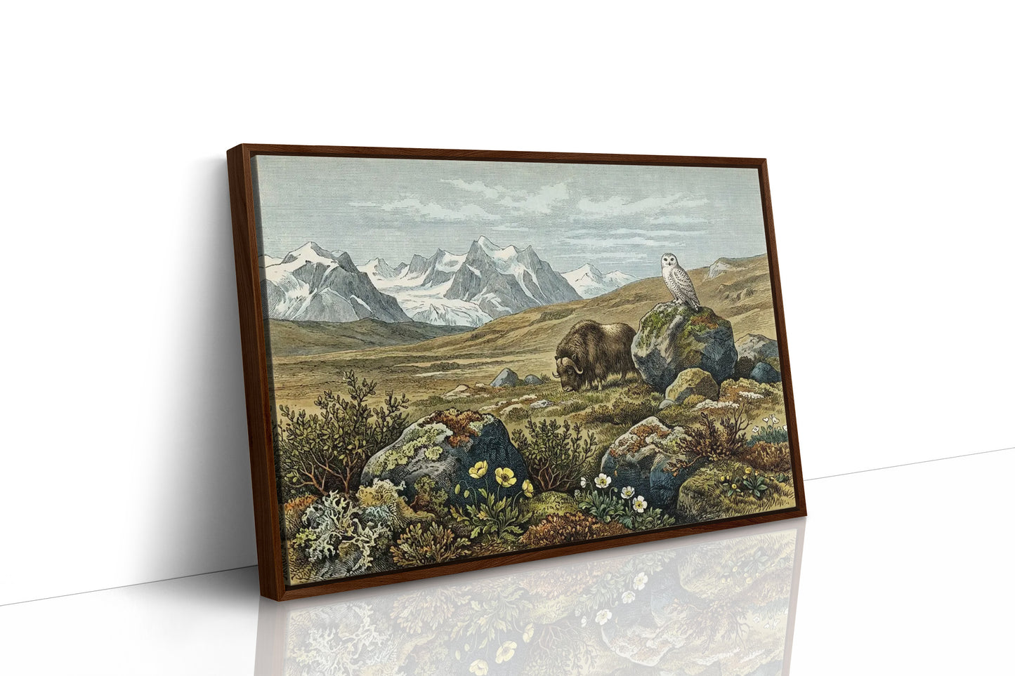 Tundra Watch, Owl and Musk Ox