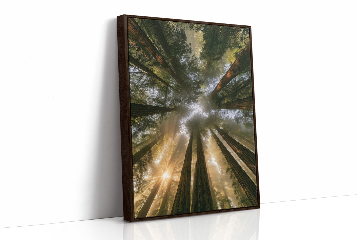 Redwoods and Sunburst