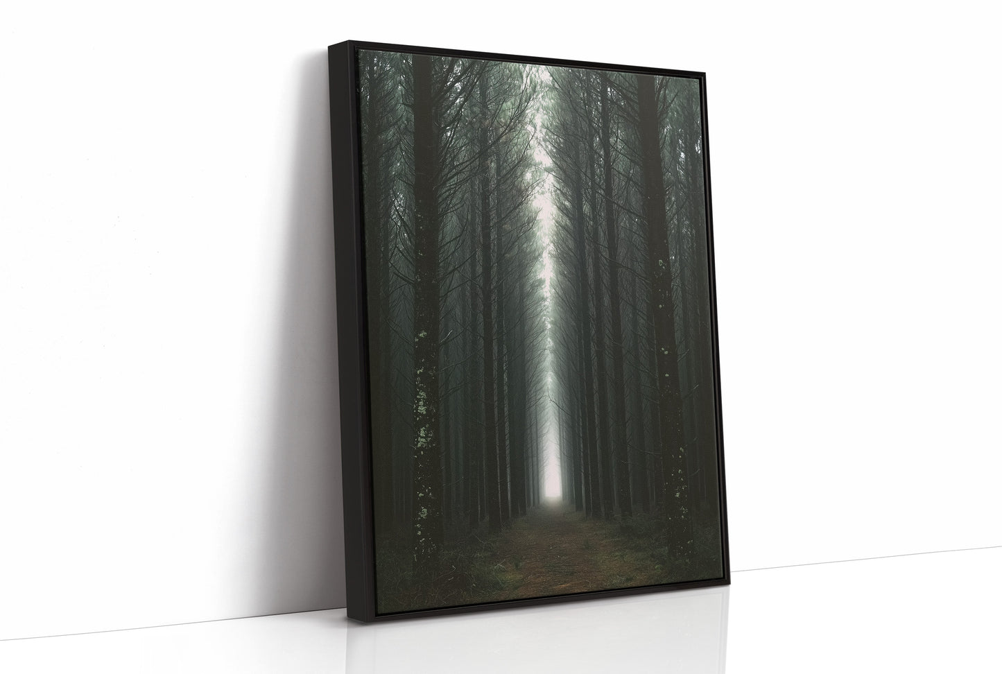 Endless Pine Corridor Of Light