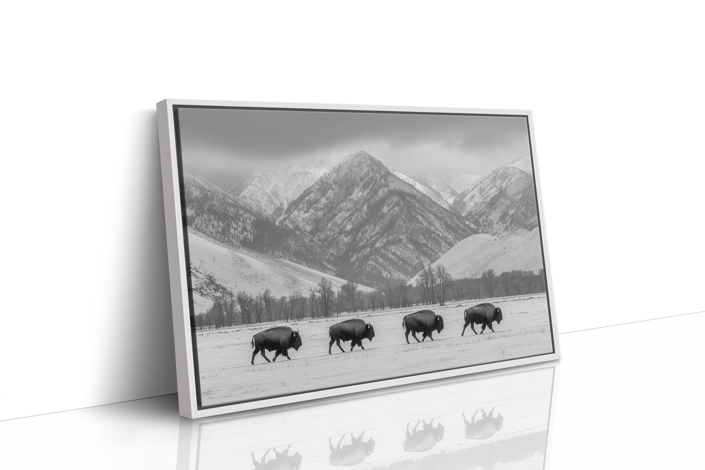 Where the Buffalo Roam