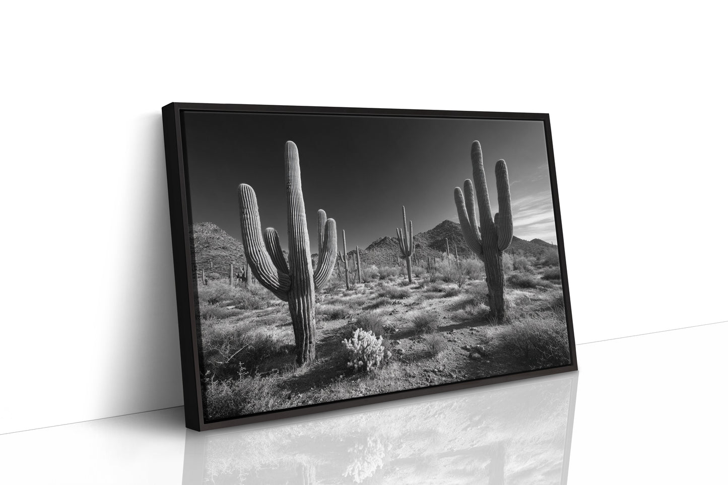 Sentinels of the Sonoran