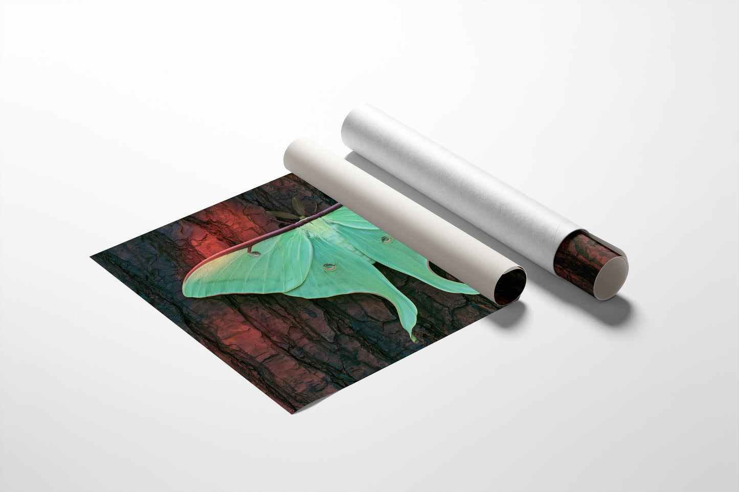 Luna Moth on Old Bark