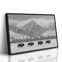 Where the Buffalo Roam