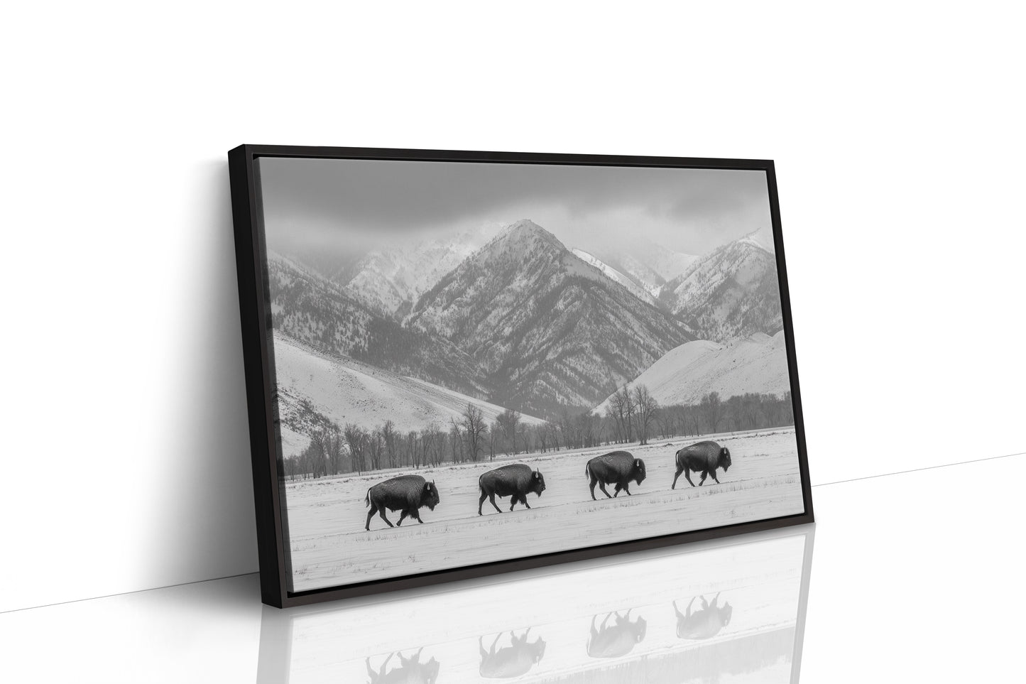 Where the Buffalo Roam