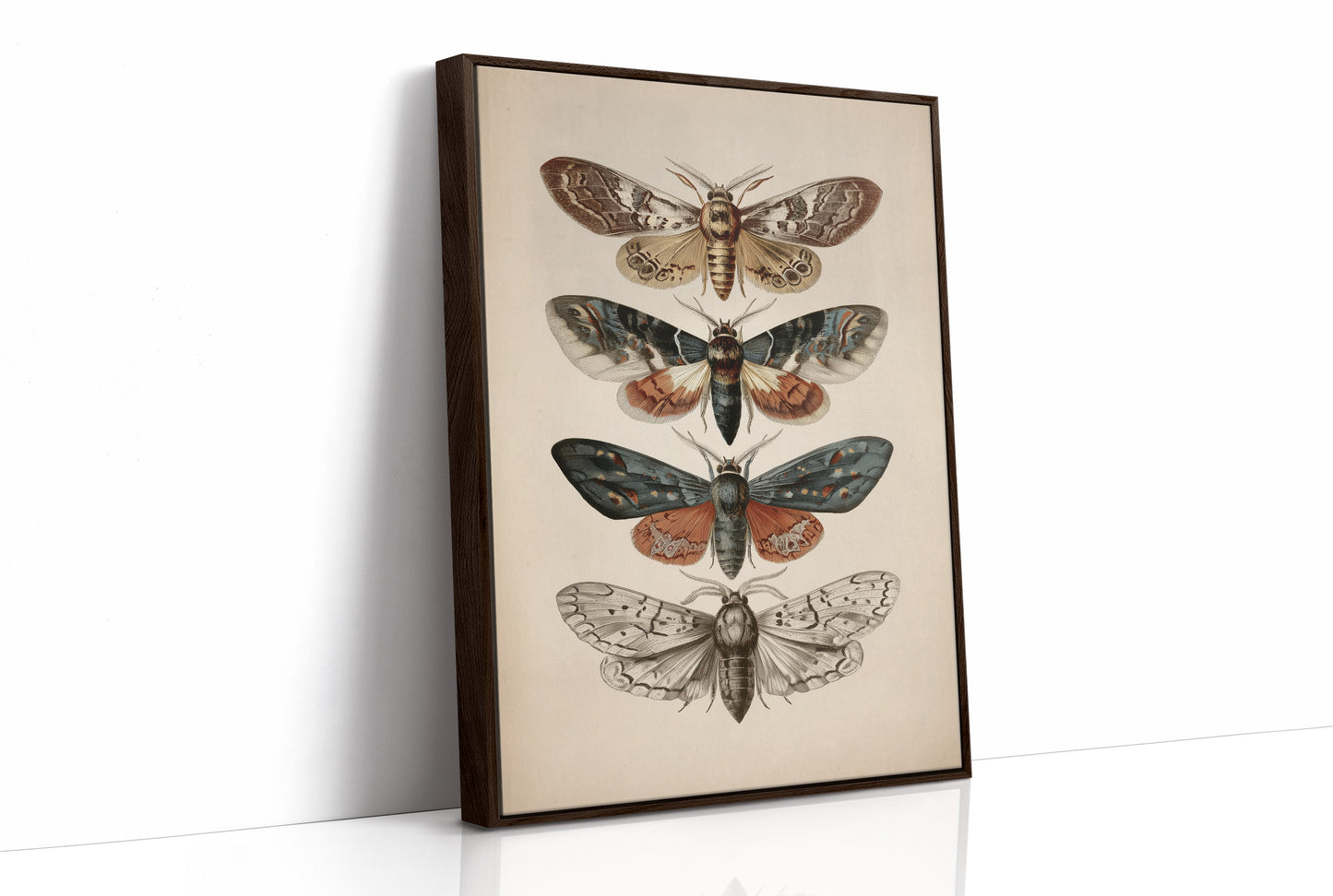 Nocturnal Symphony: Moths in Vintage Illustration