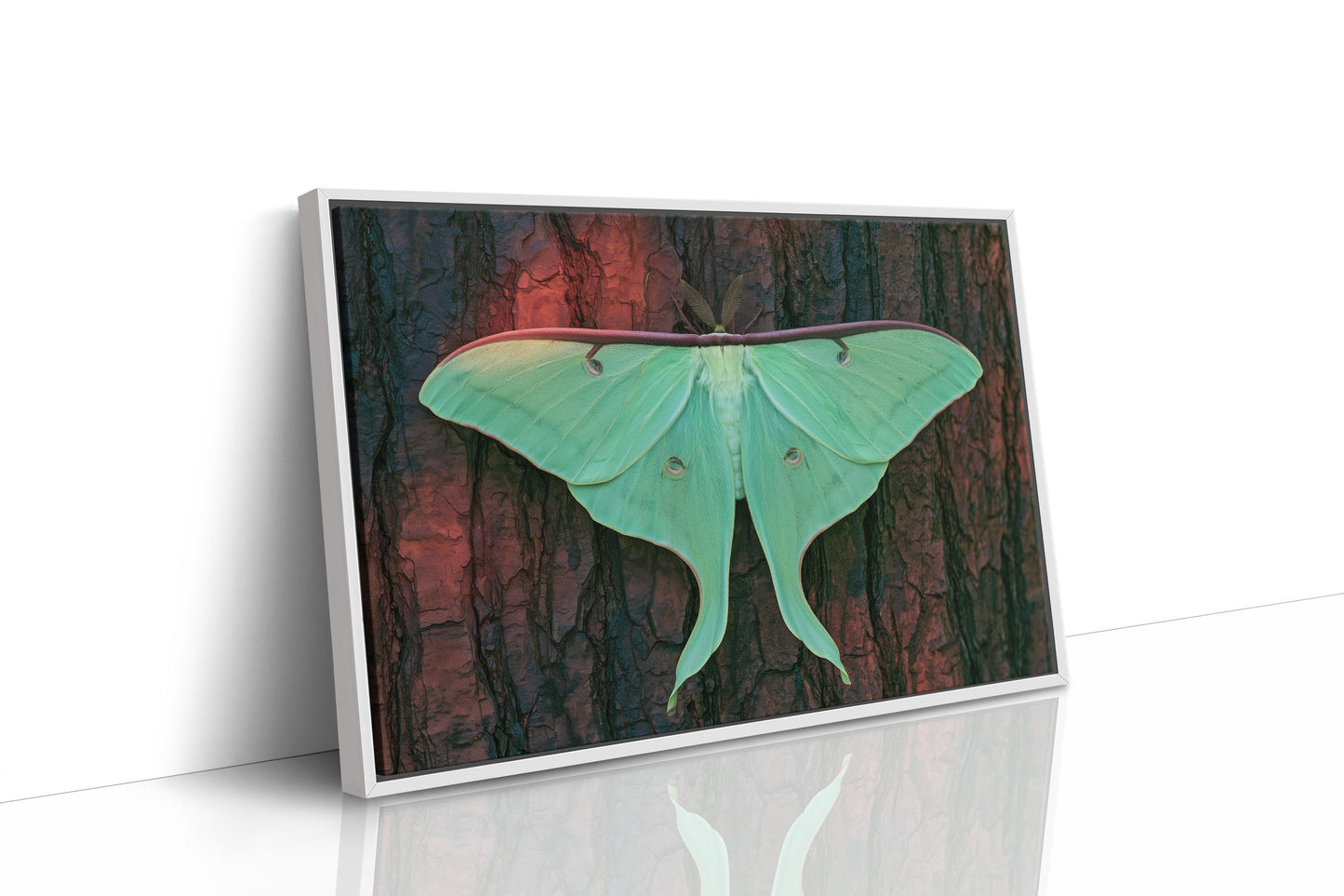 Luna Moth on Old Bark