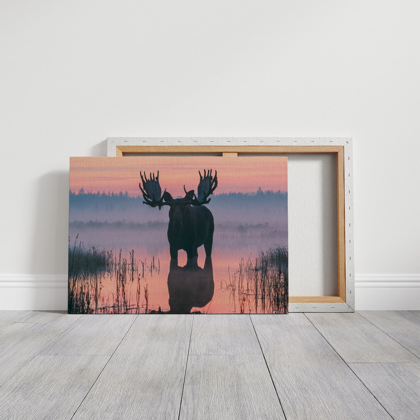 Bull Moose at First Light