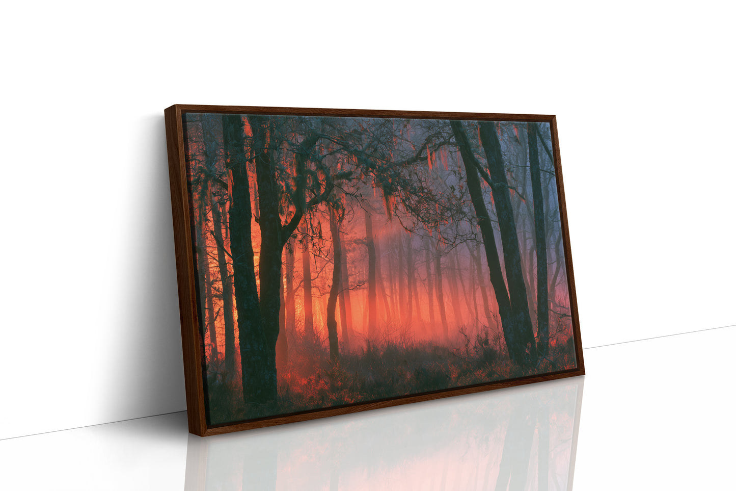 Forest Aglow In The Mist