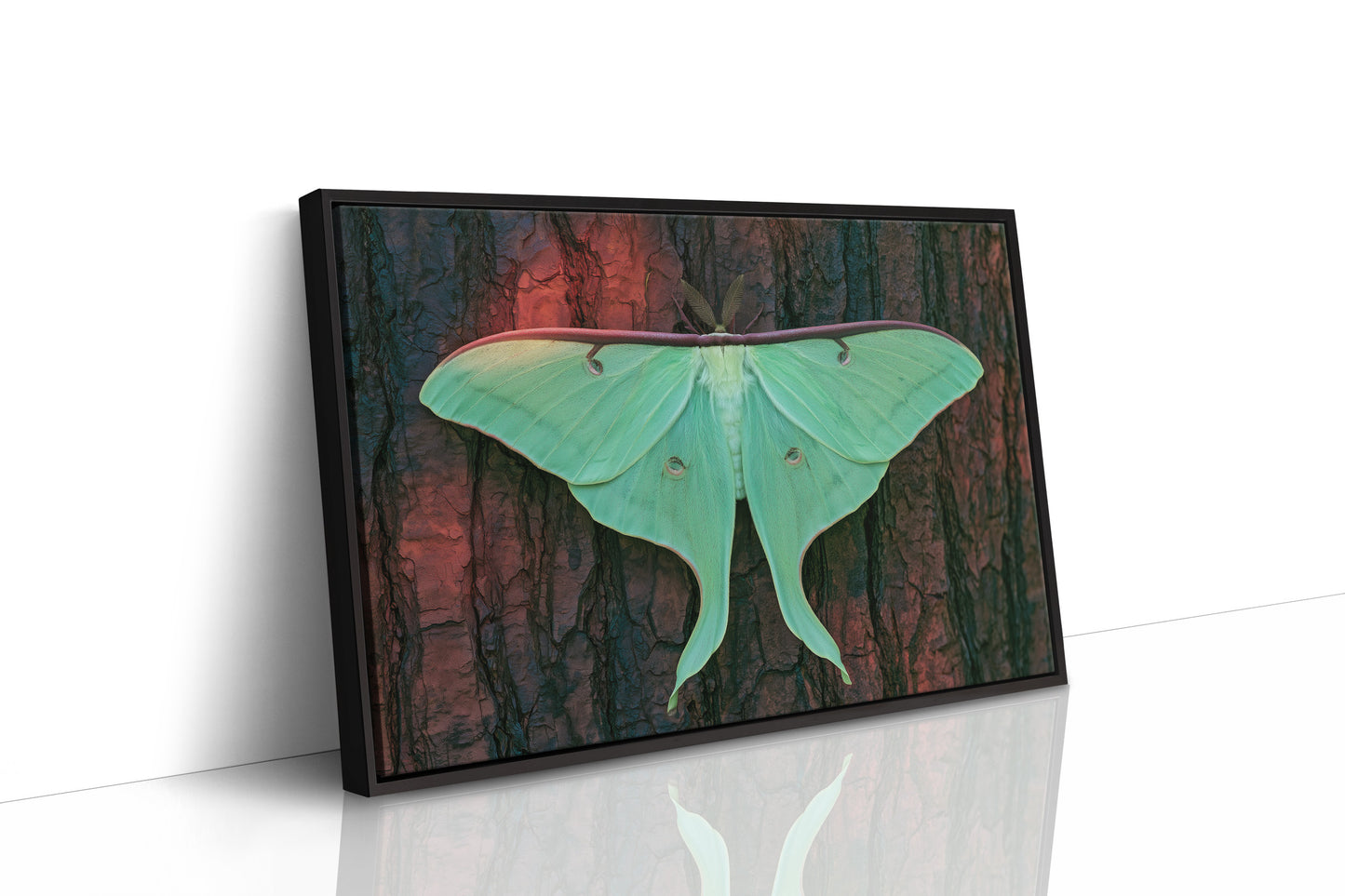 Luna Moth on Old Bark