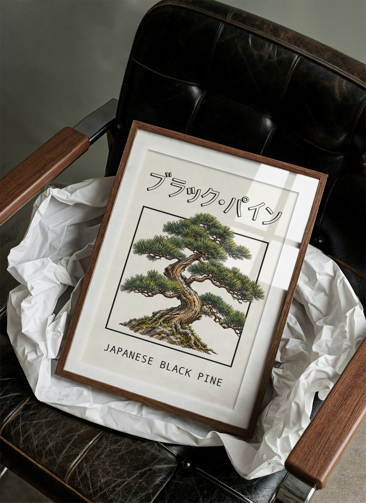 The Pine That Learned to Lean, a Japanese black pine bonsai with dark green needles and a twisted trunk in a shallow pot, in a framed Japanese travel poster style with katakana above and JAPANESE BLACK PINE below, in a wood frame on a black leather armchair beside crumpled white tissue