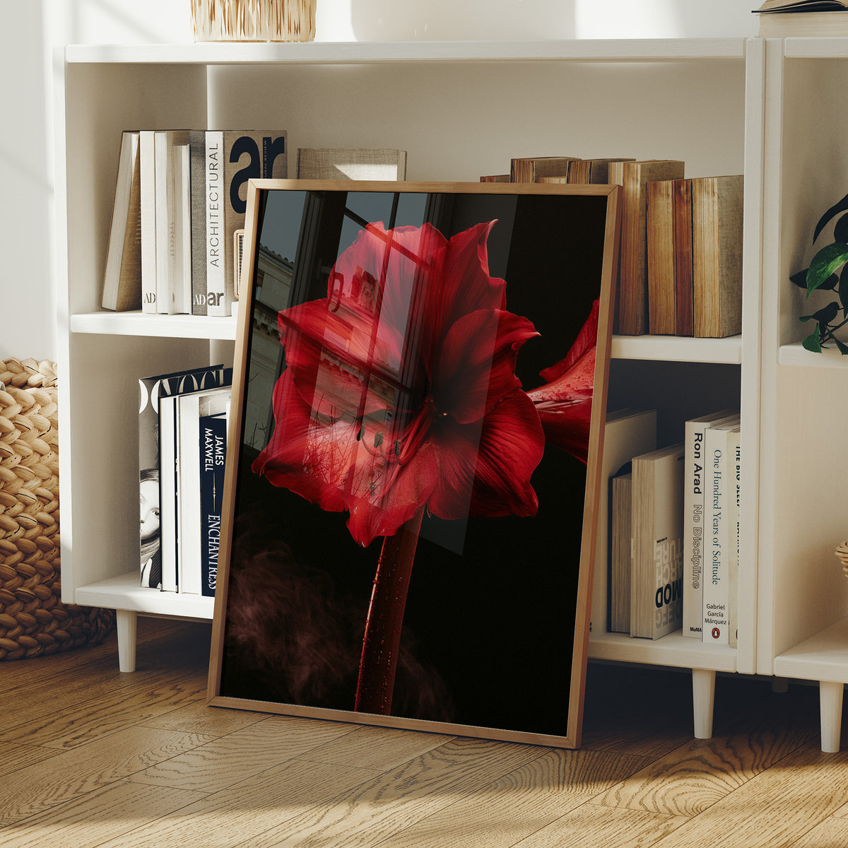 Amaryllis in Full Crimson Bloom