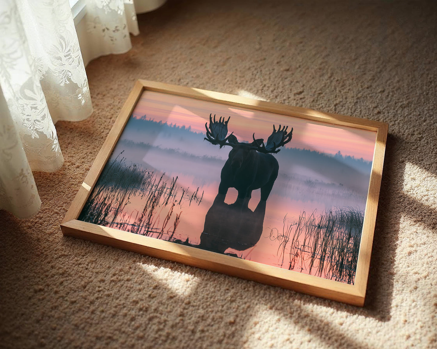 Bull Moose at First Light